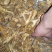 虎杖片
