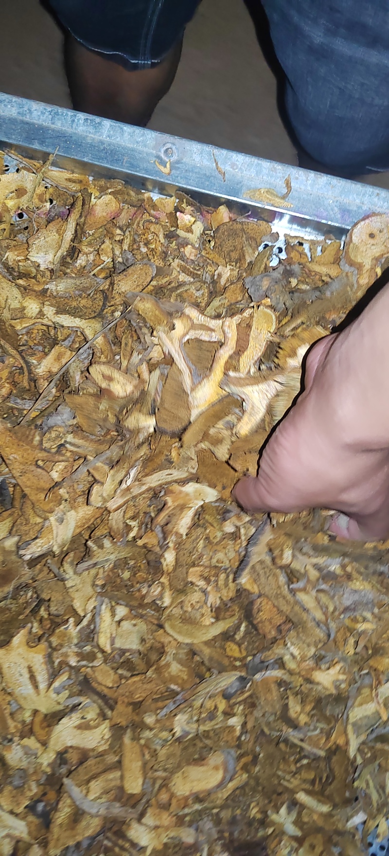 虎杖片