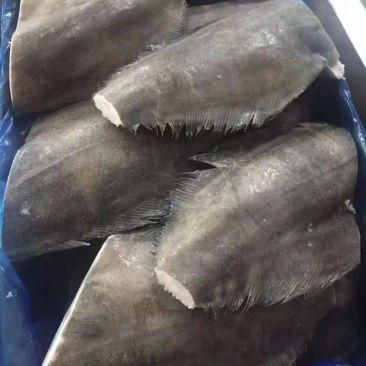 碟鱼，碟鱼身