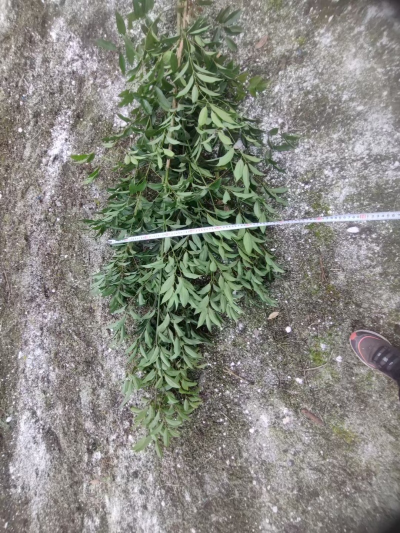 天竺桂绿篱，高度80-2米各种规格，基地批发