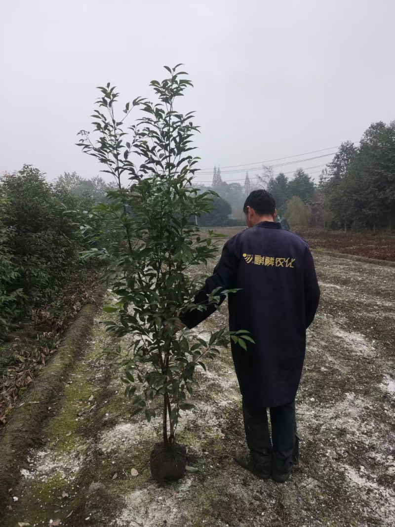 天竺桂绿篱，高度80-2米各种规格，基地批发