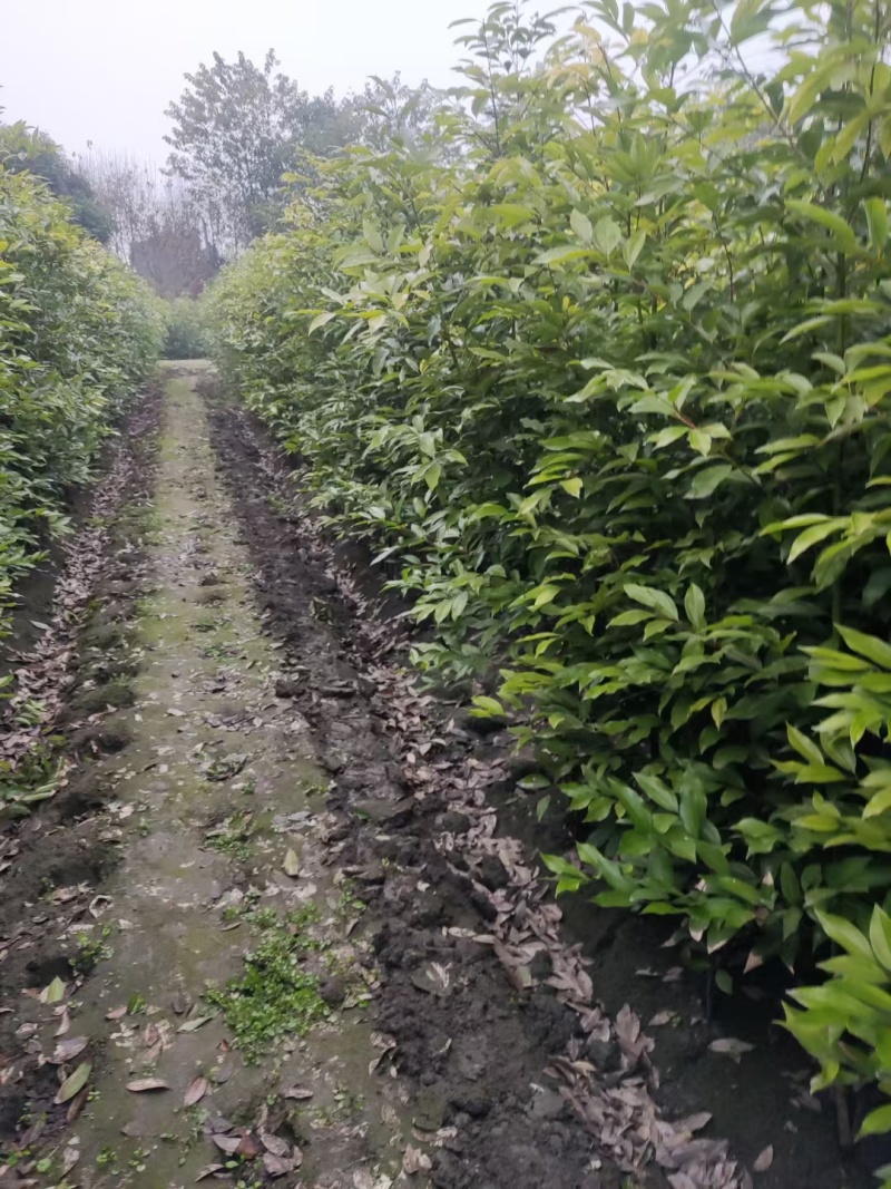 天竺桂绿篱，高度80-2米各种规格，基地批发