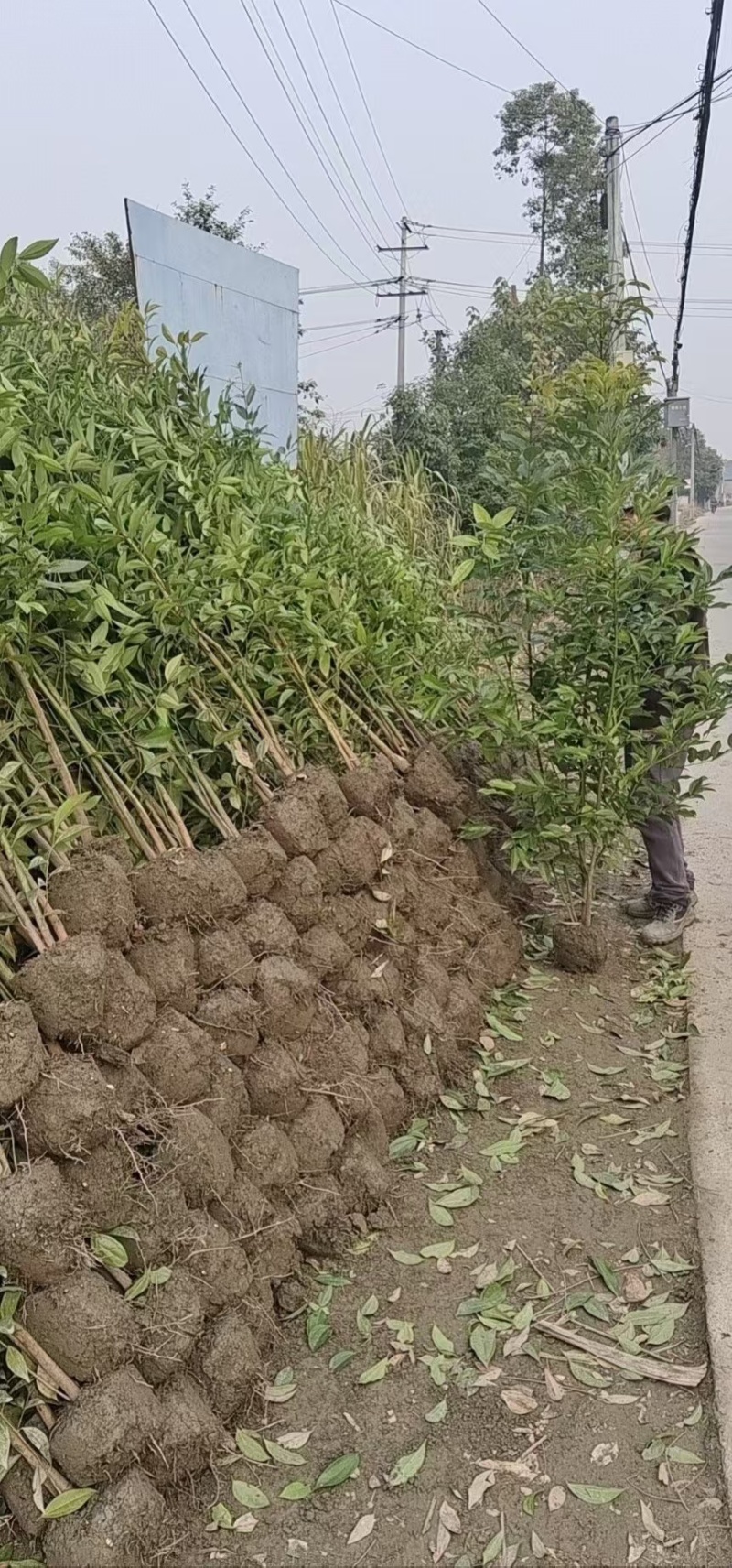 天竺桂绿篱，高度80-2米各种规格，基地批发