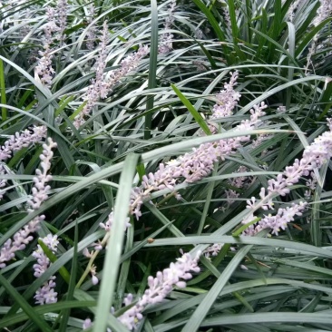 吉祥草批发，高度30厘米