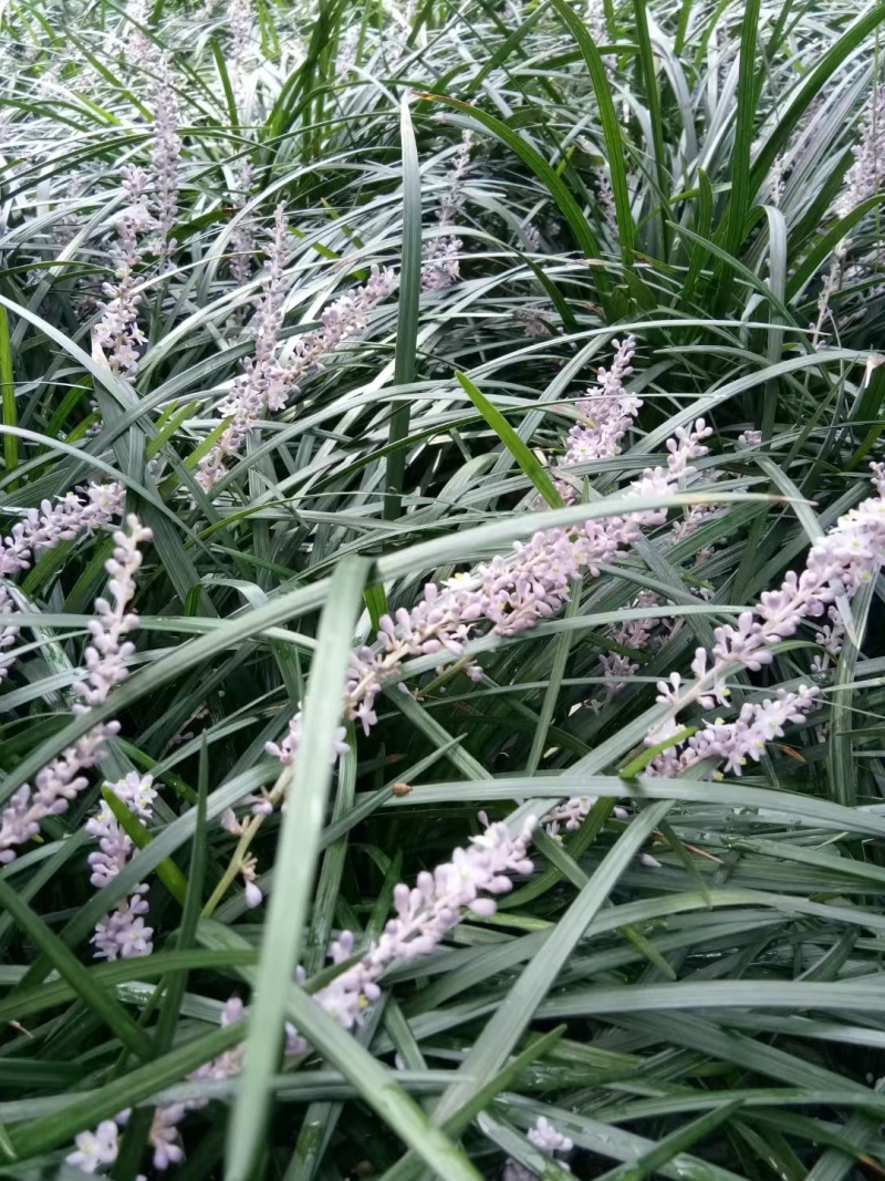 吉祥草批发，高度30厘米