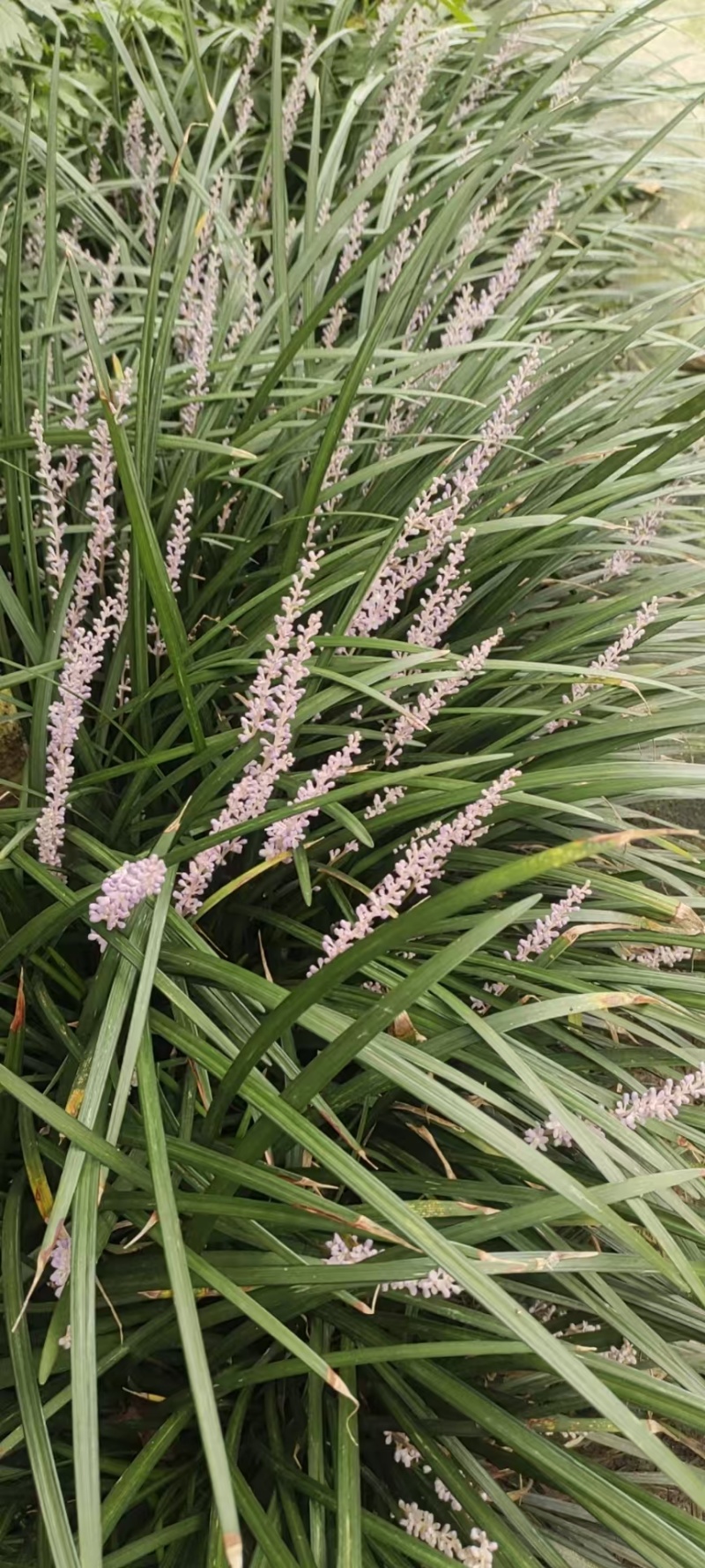 吉祥草批发，高度30厘米