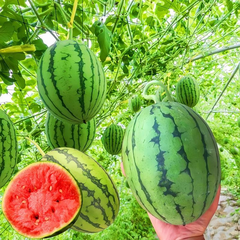 莘县薄皮西瓜手撕西瓜2k西瓜基地种植一手货源无中间商量大