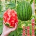 莘县薄皮西瓜手撕西瓜2k西瓜基地种植一手货源无中间商量大