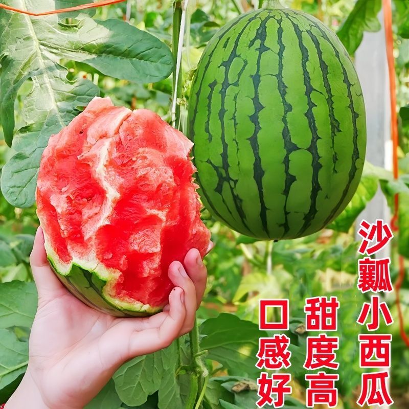 莘县薄皮西瓜手撕西瓜2k西瓜基地种植一手货源无中间商量大