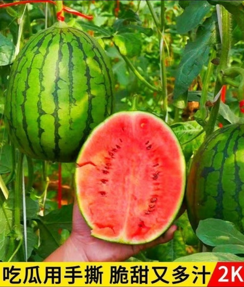 莘县薄皮西瓜手撕西瓜2k西瓜基地种植一手货源无中间商量大