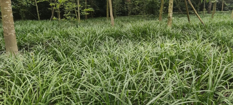 吉祥草批发，高度30厘米