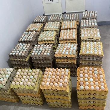 真正散养鸡蛋，破损包赔，营养丰富建康美味保证质量，包运费