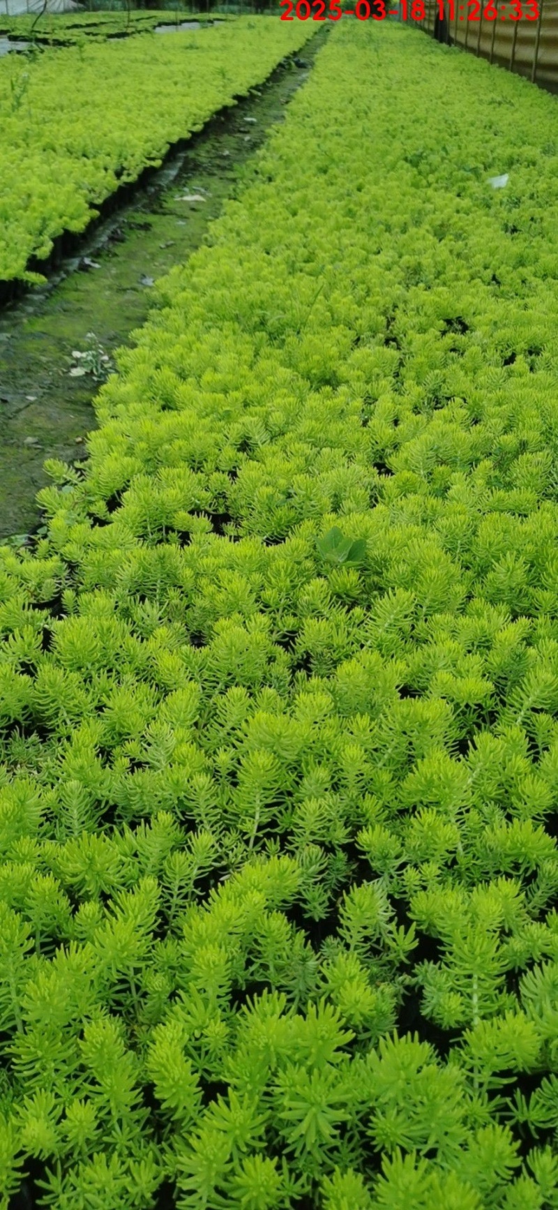 佛甲草杯苗方盘。各种规格批发，基地常年直销