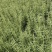 迷迭香容器苗大小杯，基地常年直销，各种规格，量大从优。