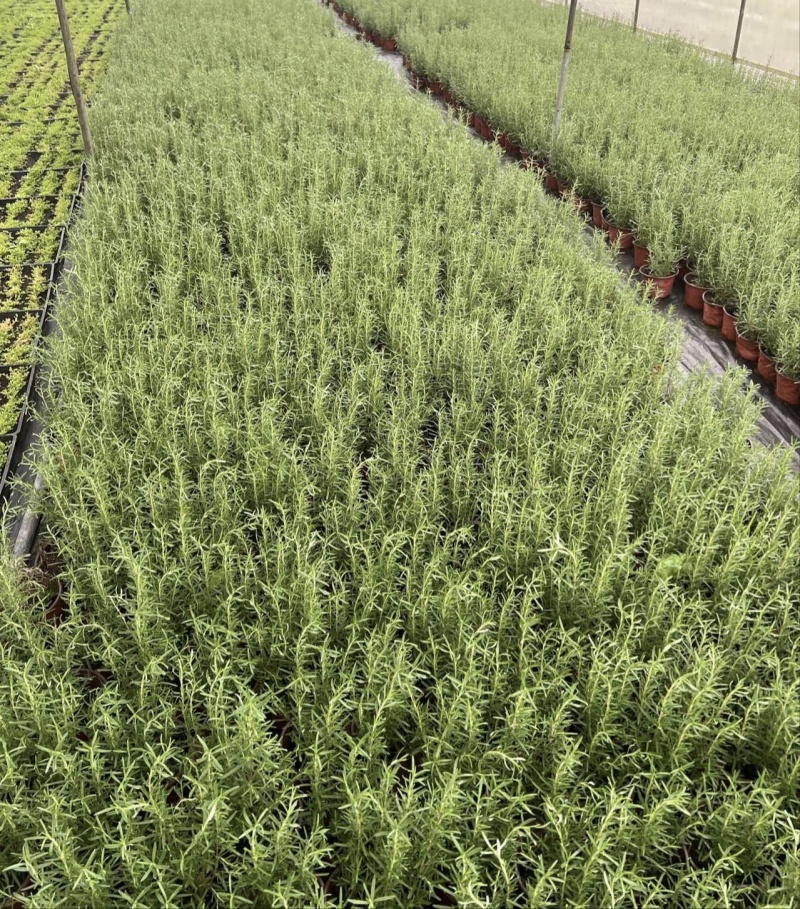 迷迭香容器苗大小杯，基地常年直销，各种规格，量大从优。