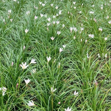 葱兰批发，红花百花，各种规格，基地常年批发
