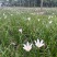 葱兰批发，红花百花，各种规格，基地常年批发