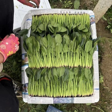 山东省大量现货优质菠菜，产地直发，专业团队，