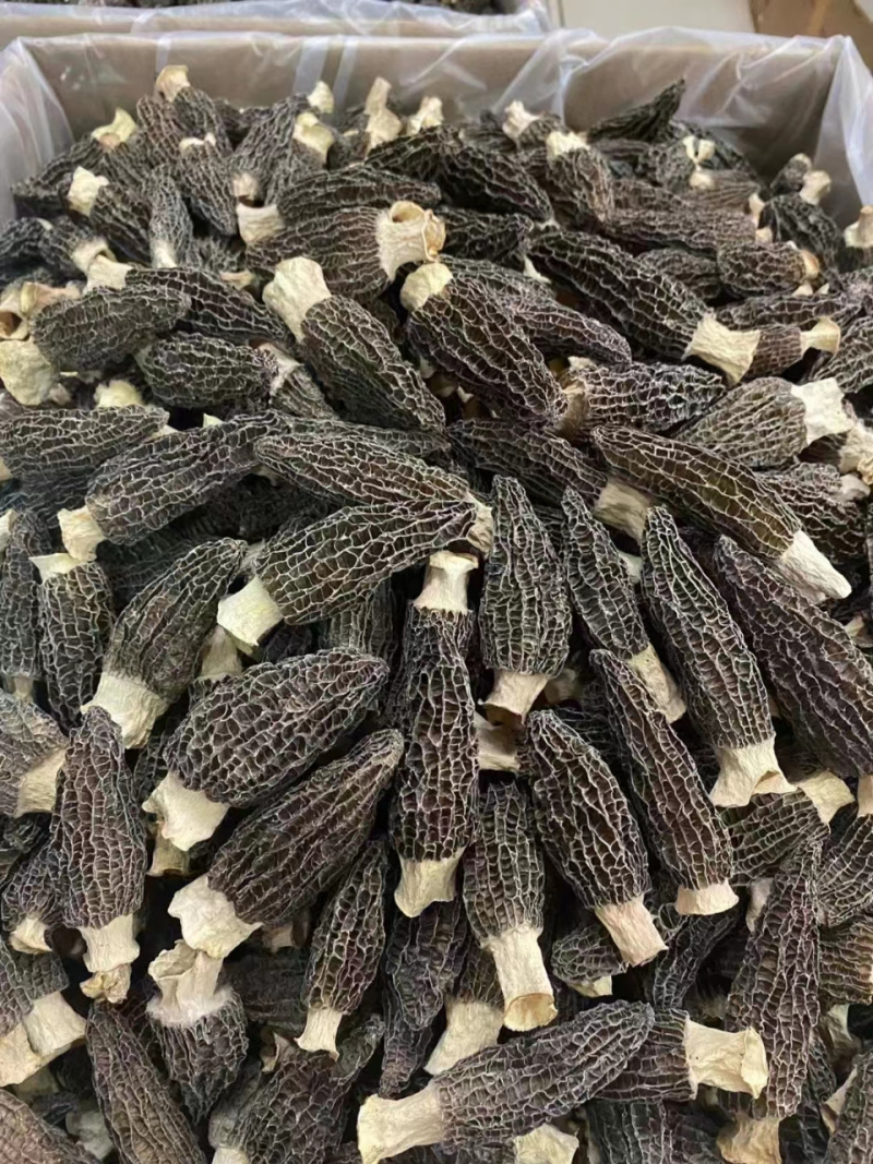 大量出售羊肚菌需要联系物美价廉长期供应