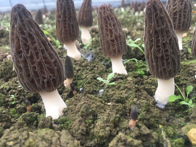 大量出售羊肚菌需要联系物美价廉长期供应