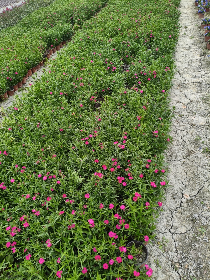 石竹杯苗批发，高度20-30各种规格，基地直销。