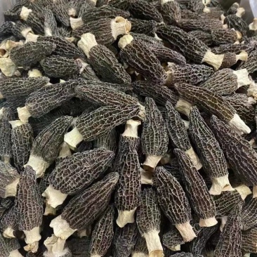 大量出售羊肚菌需要联系物美价廉长期供应