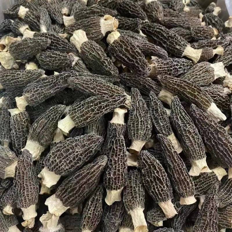 大量出售羊肚菌需要联系物美价廉长期供应