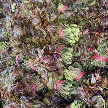 山东临朐寺头红香椿