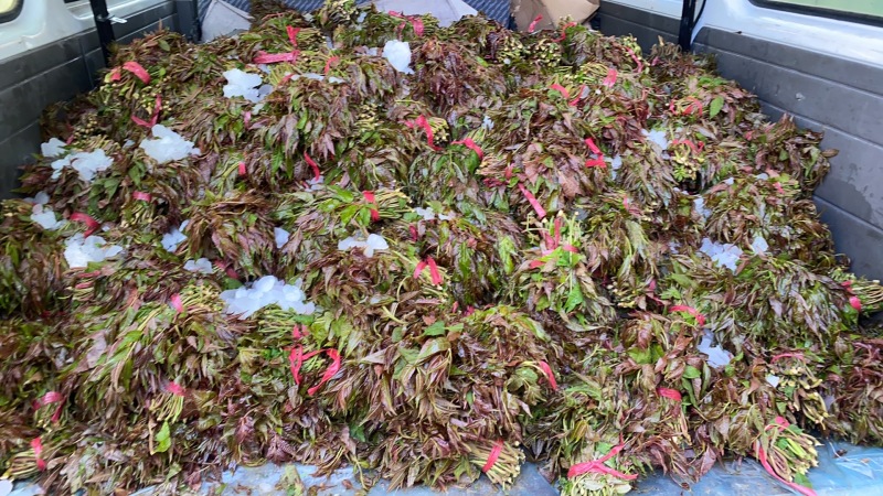 山东临朐寺头红香椿