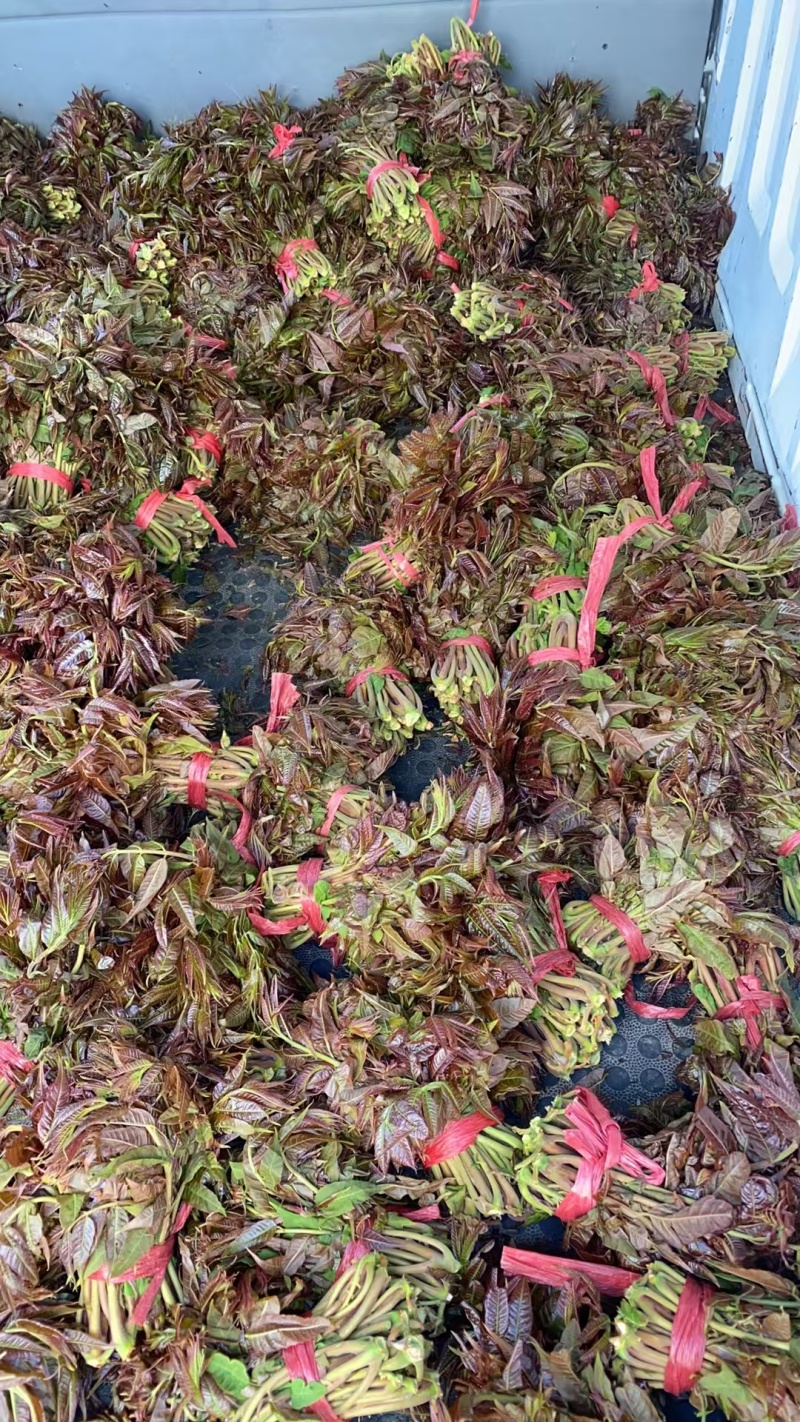 山东临朐寺头红香椿