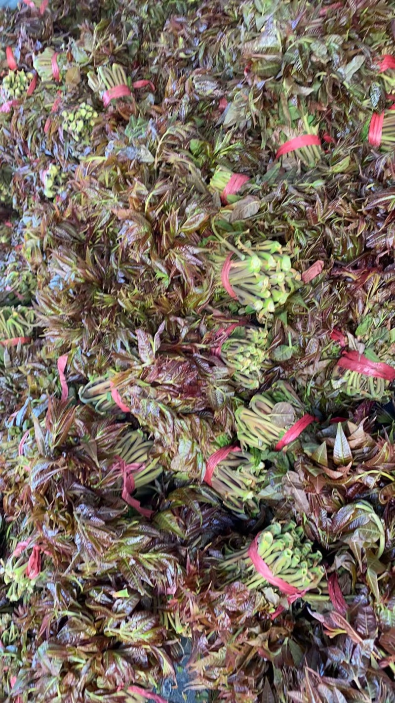 山东临朐寺头红香椿