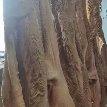 黄牛毛肚黄毛肚