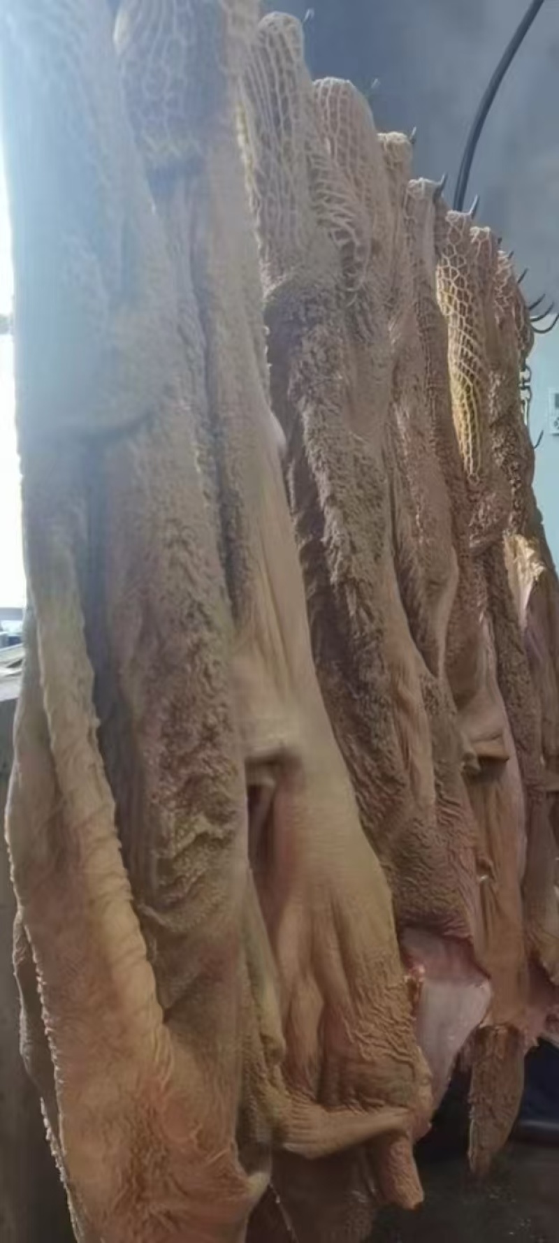 黄牛毛肚黄毛肚