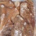 黄牛毛肚黄毛肚