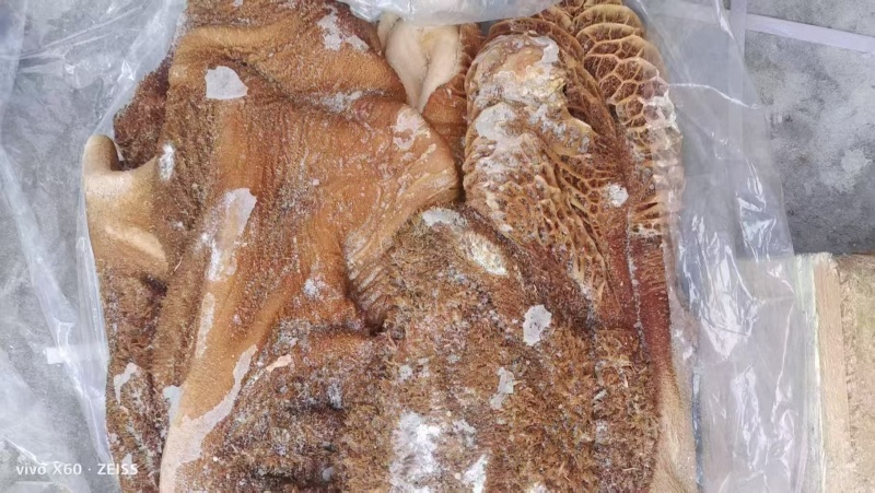 黄牛毛肚黄毛肚