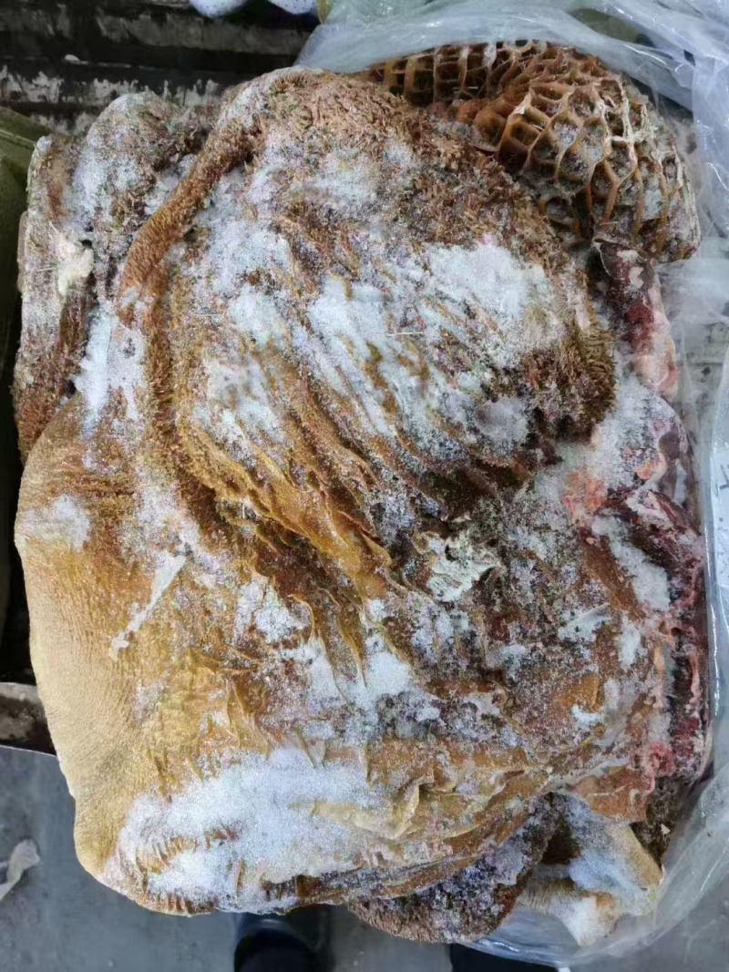 黄牛毛肚黄毛肚