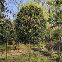 桂花树，米径3-8公分各种规格，基地直销