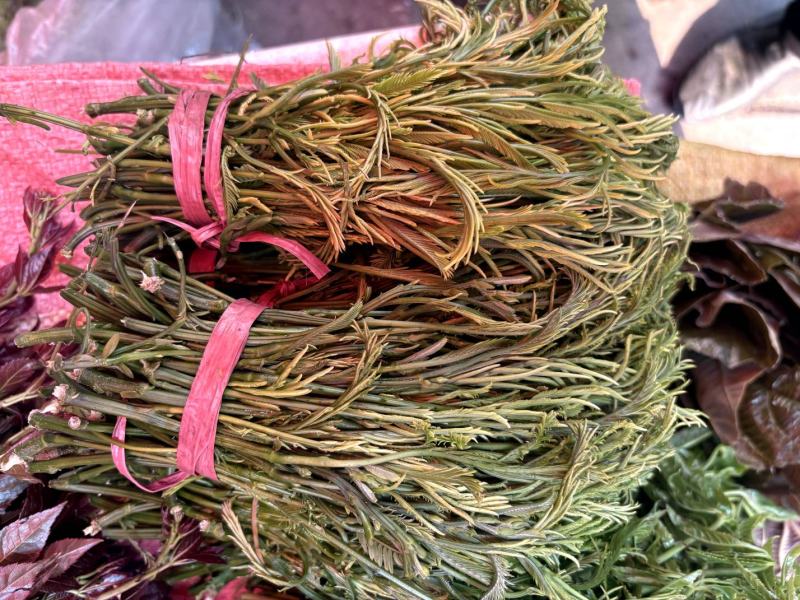 云南新鲜臭菜，山野菜