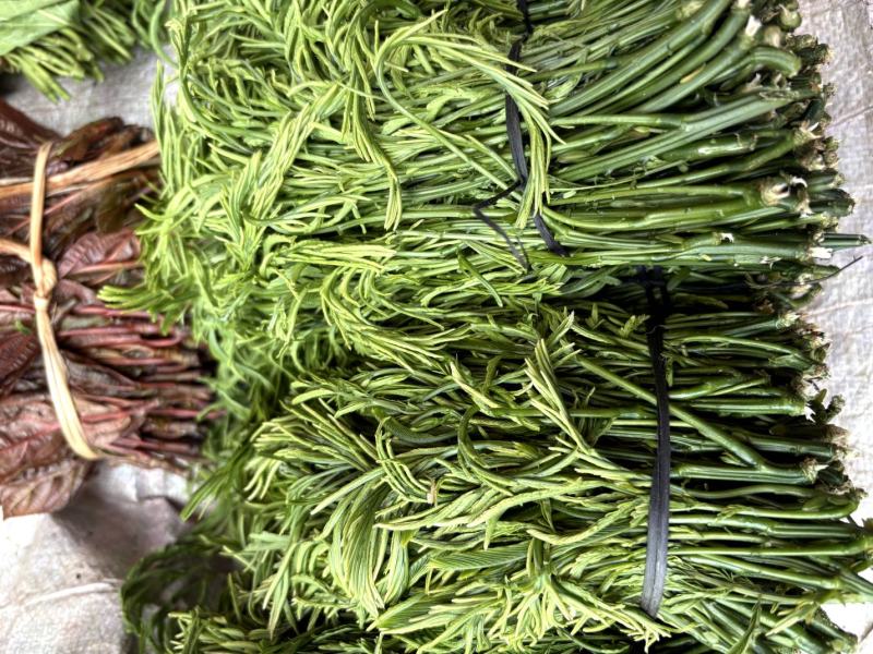云南新鲜臭菜，山野菜