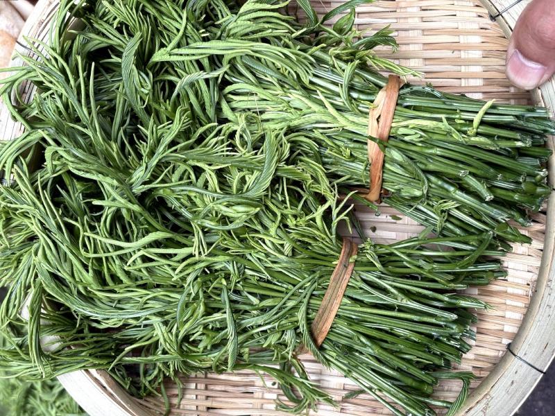 云南新鲜臭菜，山野菜