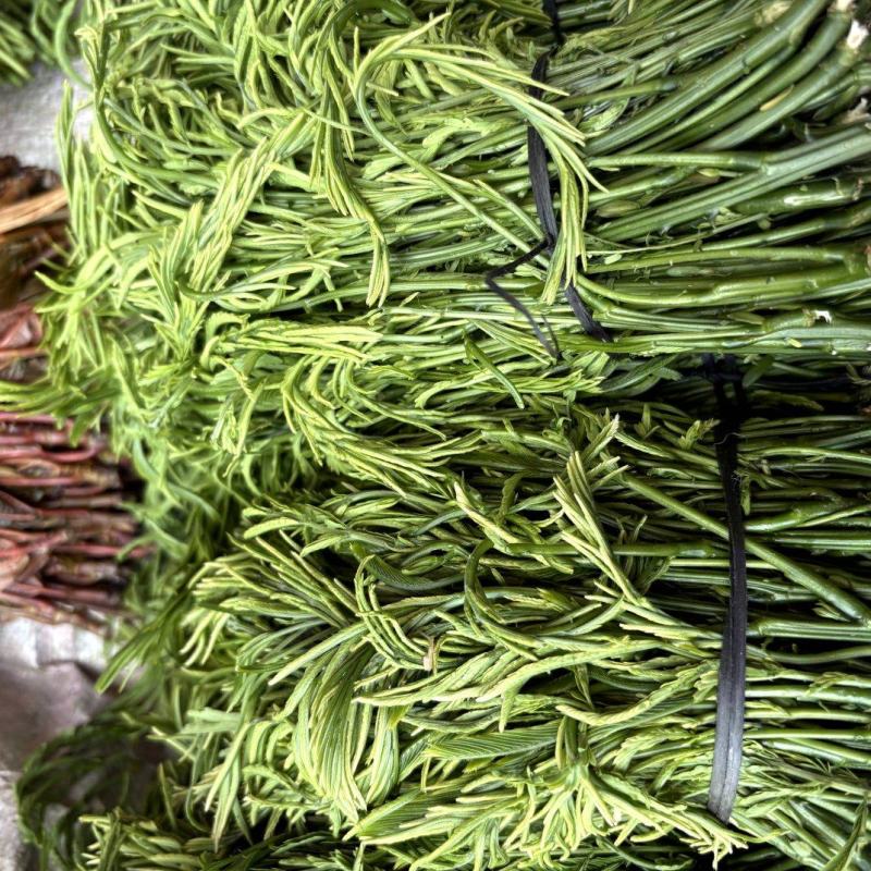 云南新鲜臭菜，山野菜