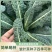 蓝羽叶用甘蓝种子甘兰种籽沙拉食用盆栽春夏秋种蔬菜四季蔬菜