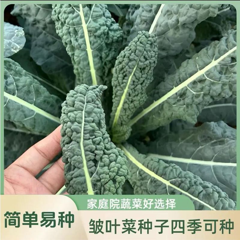蓝羽叶用甘蓝种子甘兰种籽沙拉食用盆栽春夏秋种蔬菜四季蔬菜