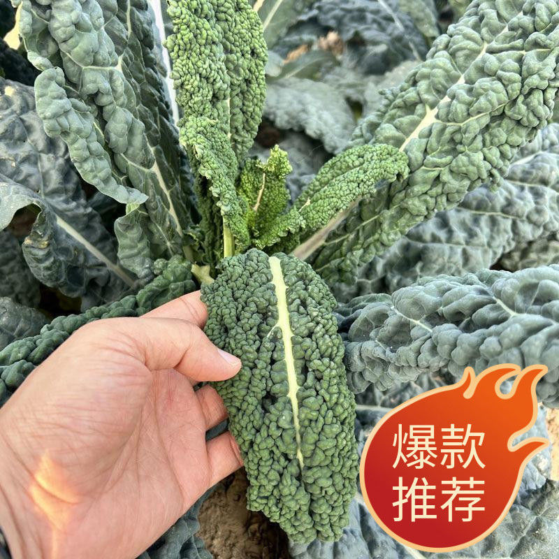 蓝羽叶用甘蓝种子甘兰种籽沙拉食用盆栽春夏秋种蔬菜四季蔬菜