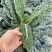 蓝羽叶用甘蓝种子甘兰种籽沙拉食用盆栽春夏秋种蔬菜四季蔬菜