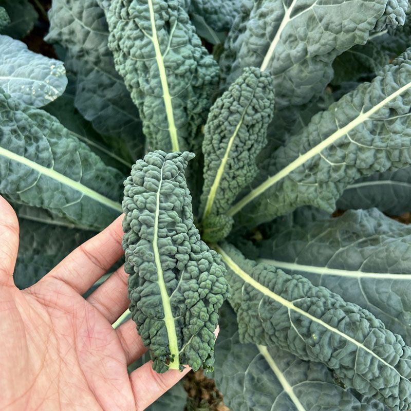 蓝羽叶用甘蓝种子甘兰种籽沙拉食用盆栽春夏秋种蔬菜四季蔬菜