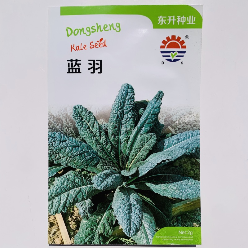 蓝羽叶用甘蓝种子甘兰种籽沙拉食用盆栽春夏秋种蔬菜四季蔬菜