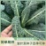 蓝羽叶用甘蓝种子甘兰种籽沙拉食用盆栽春夏秋种蔬菜四季蔬菜