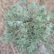 茵陈鲜货，当天采挖