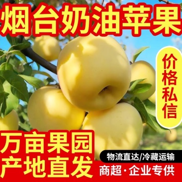 山东奶油富士苹果